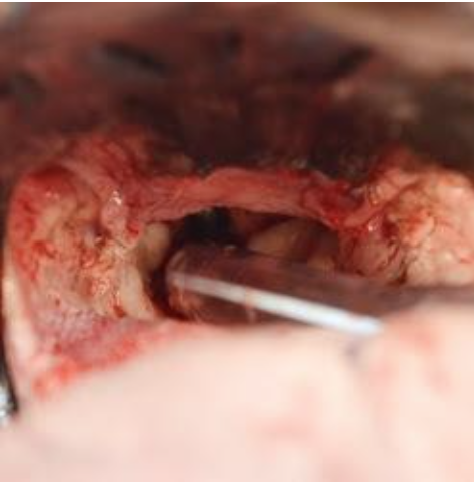 Foxwell Vet Coomera - After BOAS Surgery