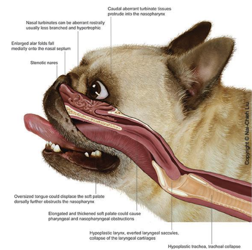 Foxwell Vet Coomera - BOAS Anatomy Foxwell Vet Coomera - BOAS Anatomy