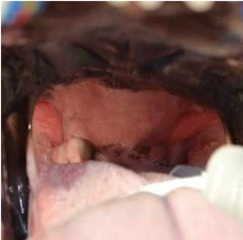 Foxwell Vet Coomera - Before BOAS Surgery