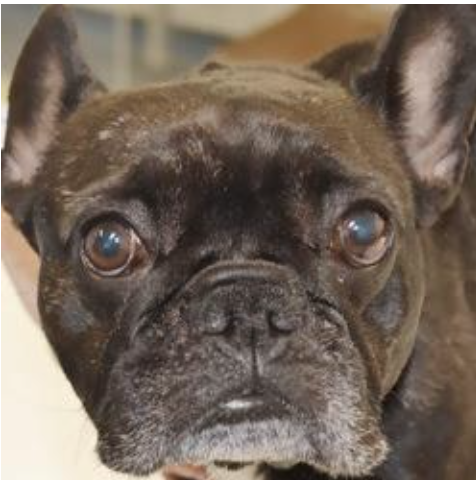 Foxwell Vet Coomera - Before Nare Surgery