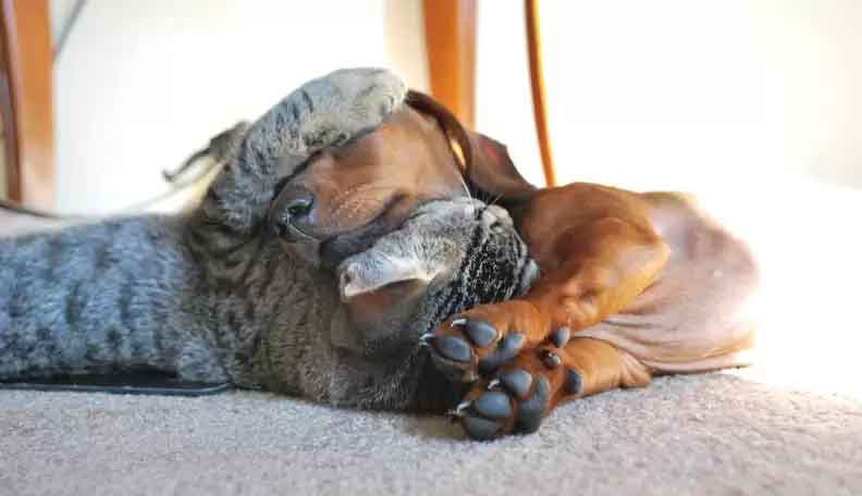 free cuddle consults